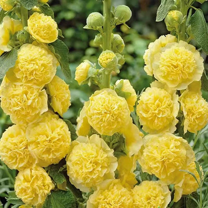 🌺Double Hollyhock Seeds – Fall & Winter Planting, Perennial Blooms & Stunning Garden Elegance🍂