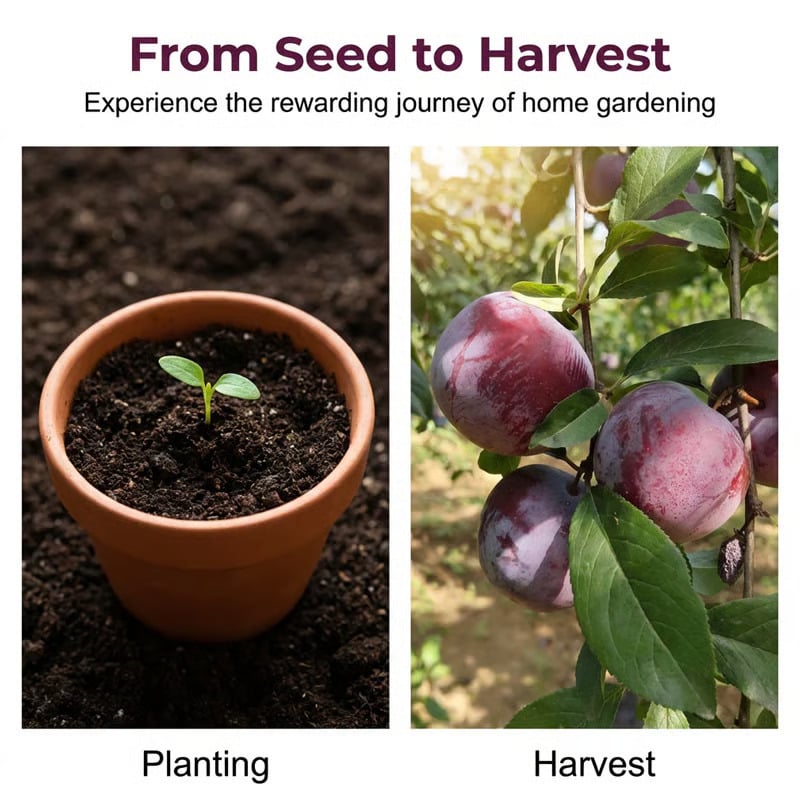 ⏰VIP Shipping Today Only-Ships within 24 hours⏰🍑Heirloom Non-GMO Grafted Plum Tree Seeds