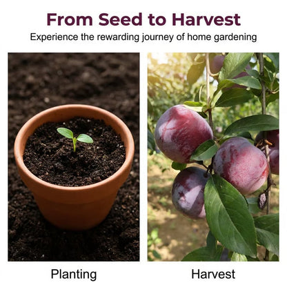 ⏰VIP Shipping Today Only-Ships within 24 hours⏰🍑Heirloom Non-GMO Grafted Plum Tree Seeds