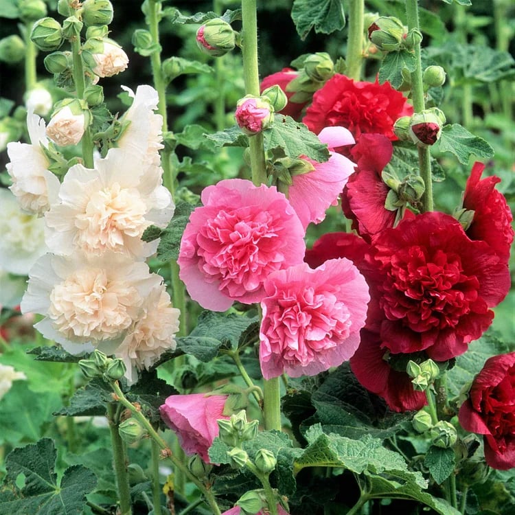 🌺Double Hollyhock Seeds – Fall & Winter Planting, Perennial Blooms & Stunning Garden Elegance🍂