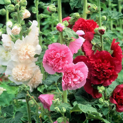 🌺Double Hollyhock Seeds – Fall & Winter Planting, Perennial Blooms & Stunning Garden Elegance🍂