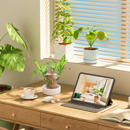 🎁Lucky Plant🪴Brazilian Wood🔥The best-selling bonsai in 2026