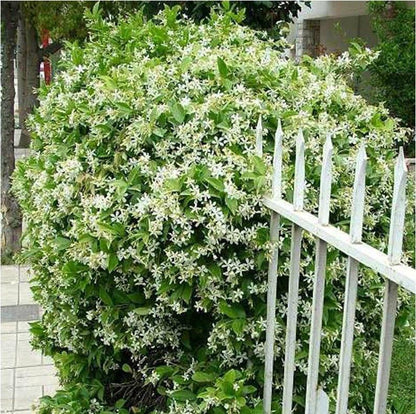 🌸LAST DAY Promotion 49% OFF🌸Double Jasmine