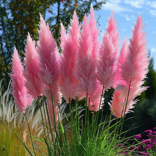 🔥Garden Essentials🌾Ornamental Perennial Pampas Grass Seeds🌱