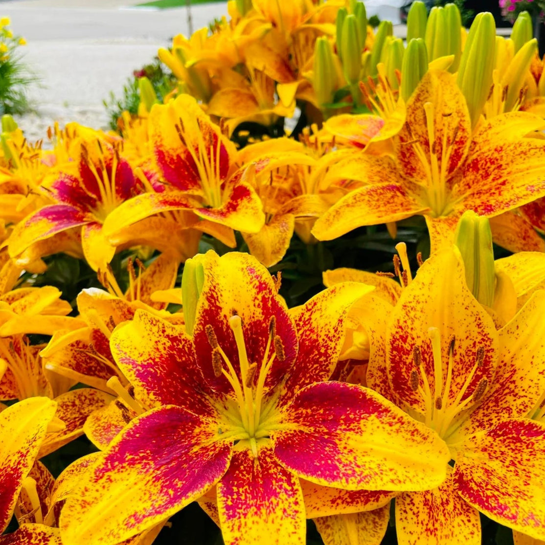 Rare Lily Bulbs