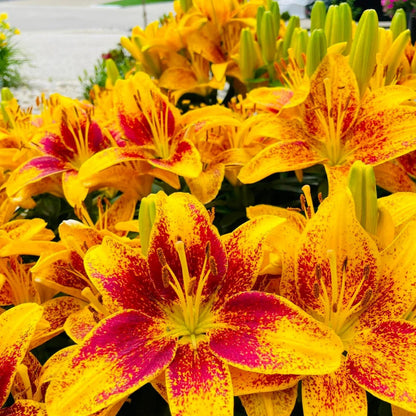 Rare Lily Bulbs