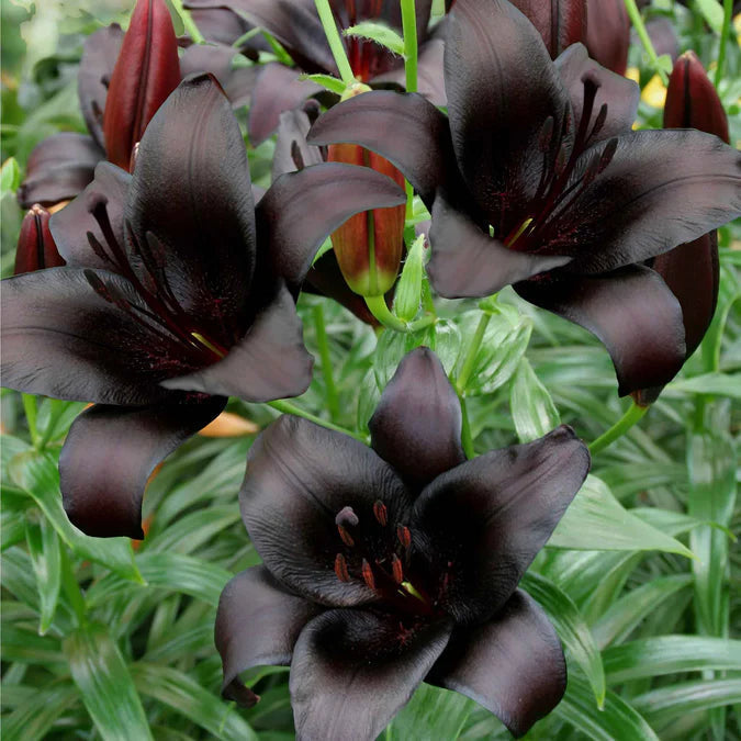 Rare Lily Bulbs