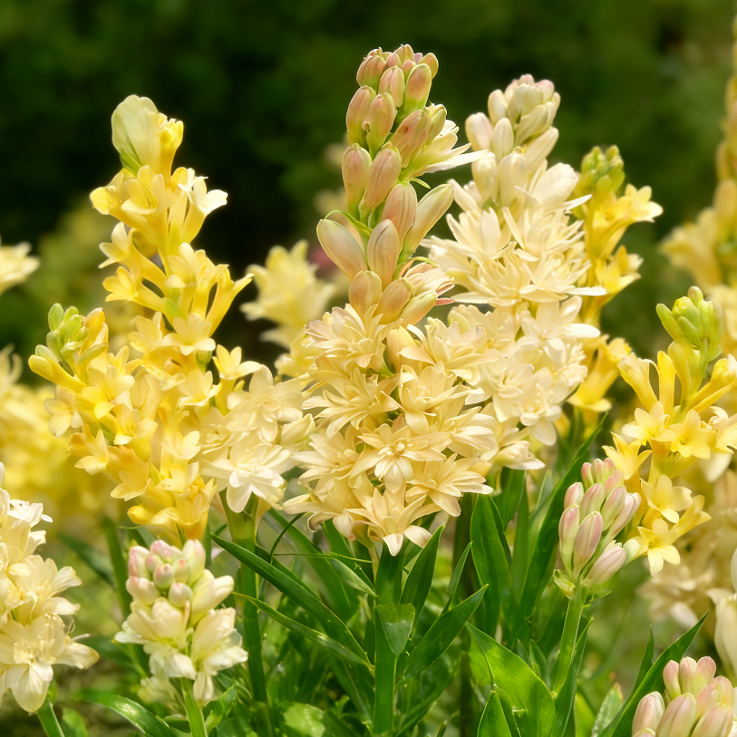 🌸Double Perfume Tuberose Bulbs—Moon Garden Flower