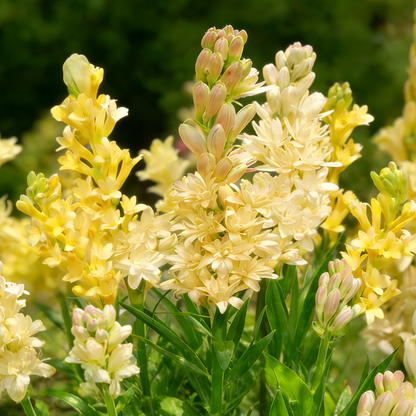 🌸Double Perfume Tuberose Bulbs—Moon Garden Flower