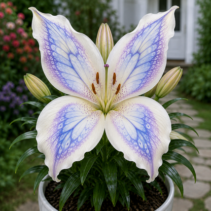 🦋✨ ✨Butterfly Lily Bulbs – Stunning Blooms for Every Garden