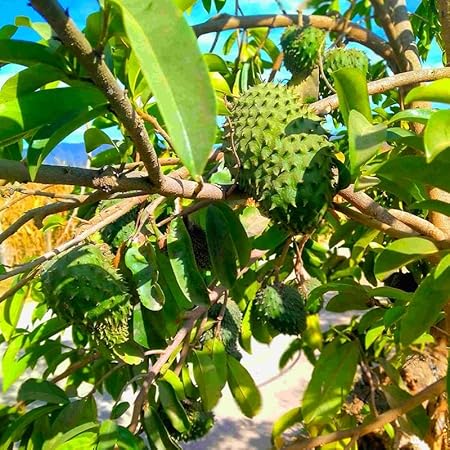 🏆Flash Sale⚡Almost Gone-💥🌸 Organic Soursop (Graviola) – Non-GMO Heirloom Tropical Fruit
