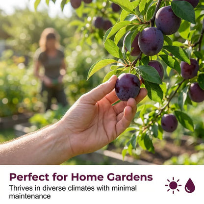⏰VIP Shipping Today Only-Ships within 24 hours⏰🍑Heirloom Non-GMO Grafted Plum Tree Seeds