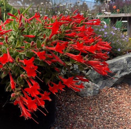 🔥🐦"Hummingbird Carpet"🌸Epilobium garrettii – Rainbow Burst 🌈