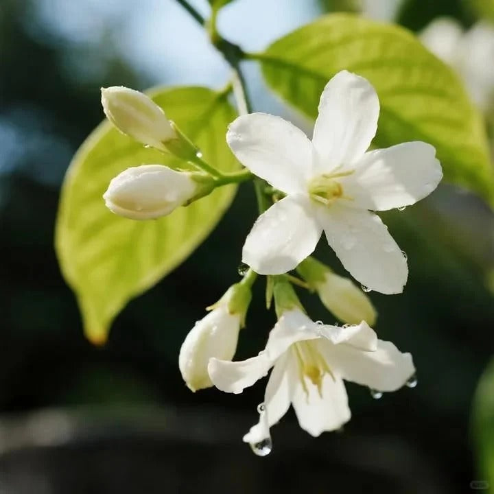 🌸LAST DAY Promotion 49% OFF🌸Double Jasmine
