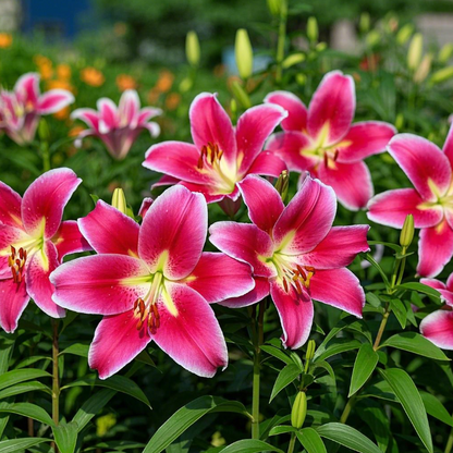 🌺Perfume Lily Bulbs—Fresh and Sweet