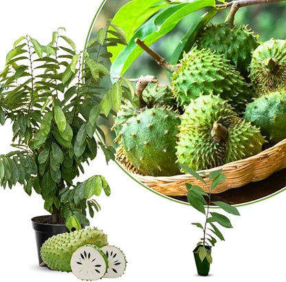 🏆Flash Sale⚡Almost Gone-💥🌸 Organic Soursop (Graviola) – Non-GMO Heirloom Tropical Fruit