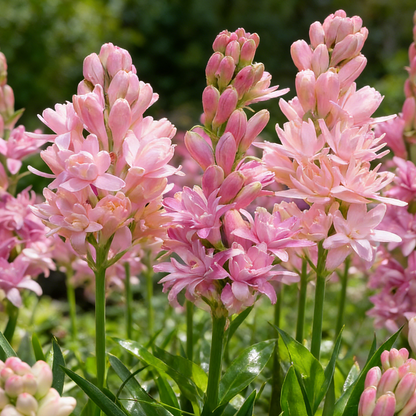 🌸Double Perfume Tuberose Bulbs—Moon Garden Flower