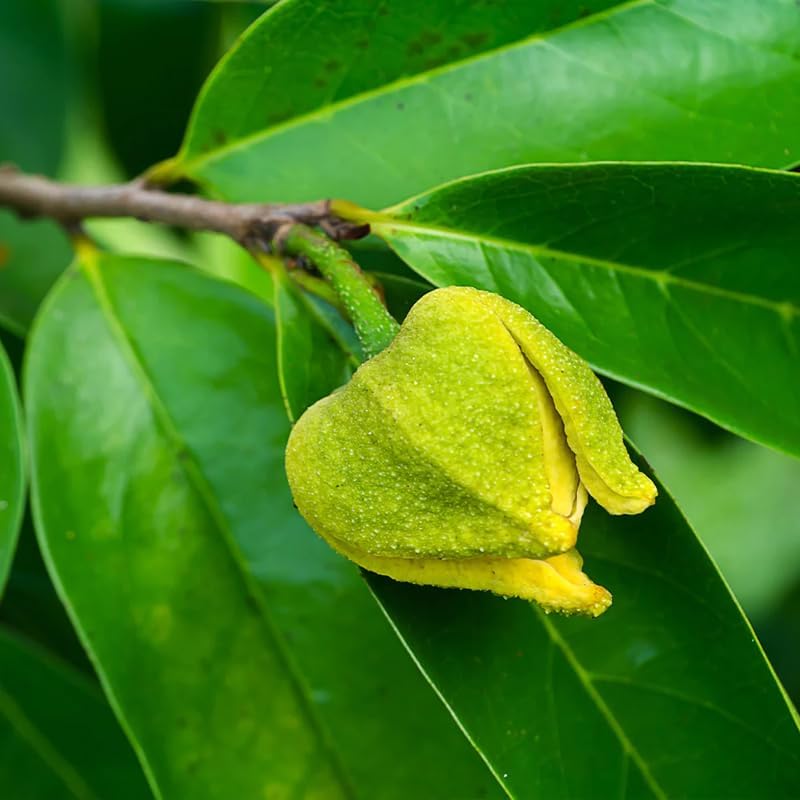 🏆Flash Sale⚡Almost Gone-💥🌸 Organic Soursop (Graviola) – Non-GMO Heirloom Tropical Fruit
