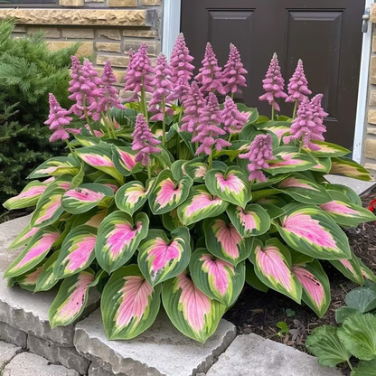 🌟Spring & Winter Growing🍃Premium Rare Hosta Seeds🌿Perfect For Cut Flowers【98% Germination Rate】
