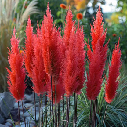 🔥Garden Essentials🌾Ornamental Perennial Pampas Grass Seeds🌱