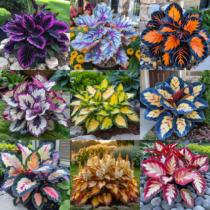 Add a variety of colors to the space-Rare Hosta Seeds🌿