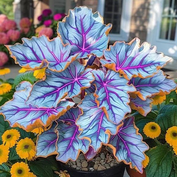 Add a variety of colors to the space-Rare Hosta Seeds🌿