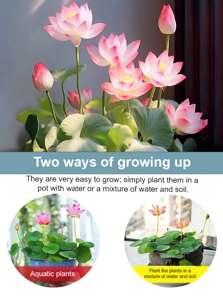 【Blooms Normally Even at -20℃】🪷 Winter Ornamental Hydroponic Lotus Seeds, Survival Rate Up to 99%!