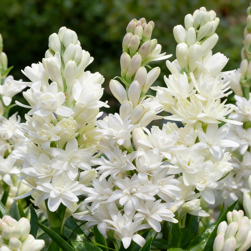 🌸Double Perfume Tuberose Bulbs—Moon Garden Flower