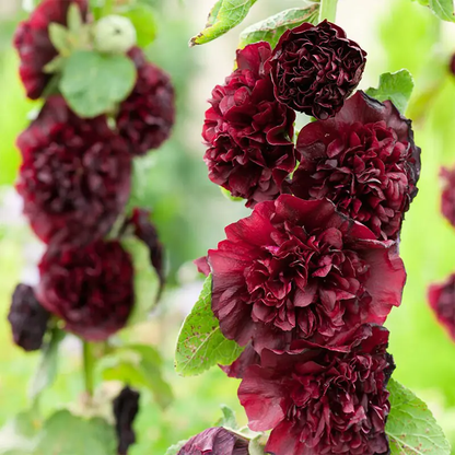 DOUBLE HOLLYHOCK SEEDS
