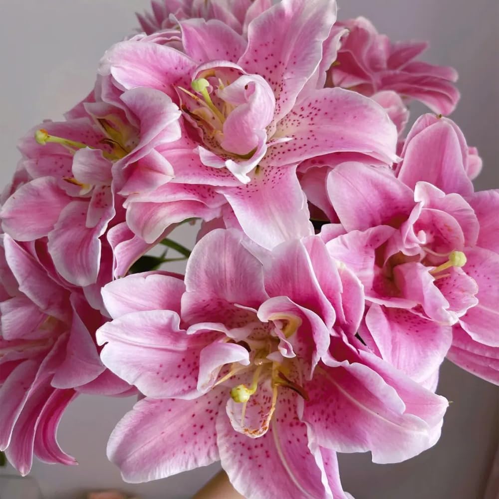 Rare Lily Bulbs