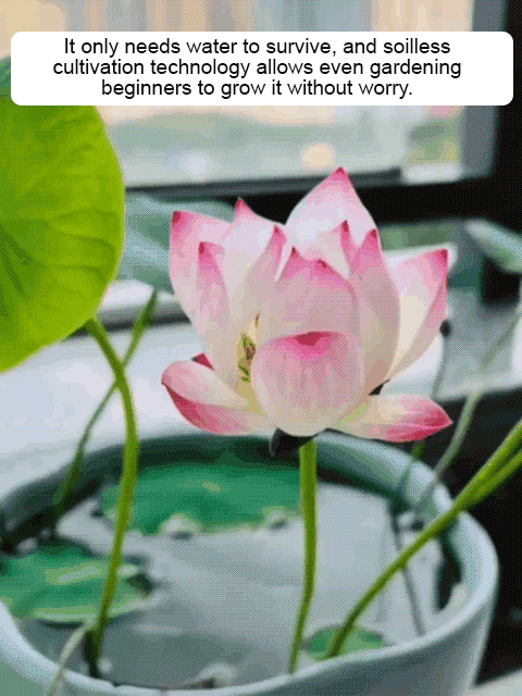 【Blooms Normally Even at -20℃】🪷 Winter Ornamental Hydroponic Lotus Seeds, Survival Rate Up to 99%!
