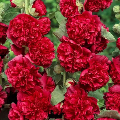 🌺Double Hollyhock Seeds – Fall & Winter Planting, Perennial Blooms & Stunning Garden Elegance🍂
