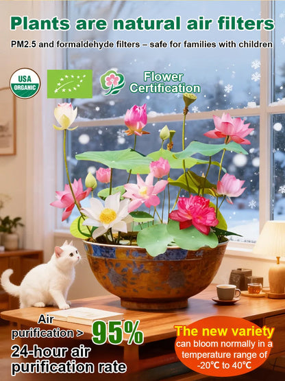 【Blooms Normally Even at -20℃】🪷 Winter Ornamental Hydroponic Lotus Seeds, Survival Rate Up to 99%!