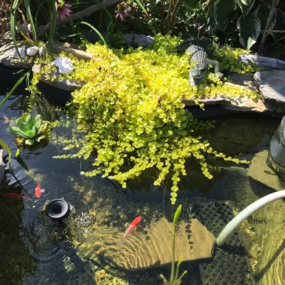 🌈Wonderful yellow-green ground cover plant ✨Golden leaf sedge
