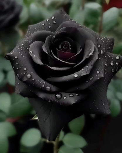 Rare Black Rose Seeds for Planting, Heirloom, No-GMO 200+ Beautiful Flower Seeds Home Garden Bonsai