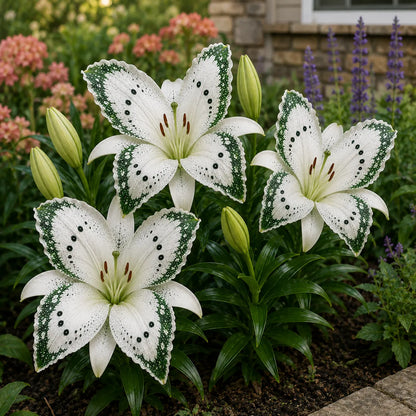 🦋 Butterfly Lily Bulbs – Stunning Blooms for Every Garden