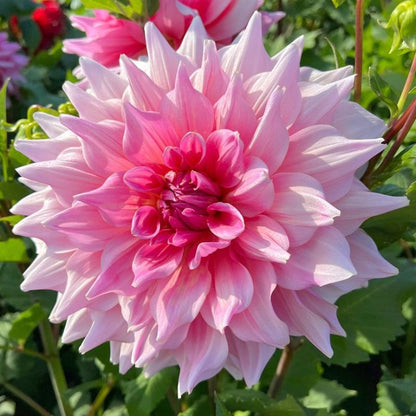 Rare Double Dahlias – Bold Blooms Ordinary Gardens Never Have