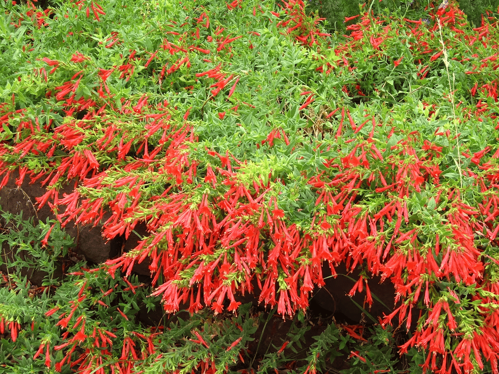 🔥🐦"Hummingbird Carpet"🌸Epilobium garrettii – Rainbow Burst 🌈
