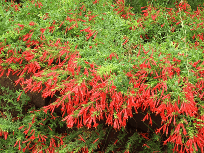 🔥🐦"Hummingbird Carpet"🌸Epilobium garrettii – Rainbow Burst 🌈