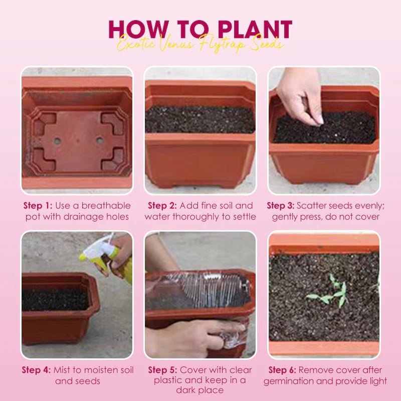 🌱[Amazing Venus Flytrap Seeds]—Grow Your Own Mini Carnivorous Monster!😱🌿