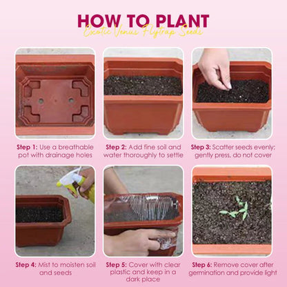 🌱[Amazing Venus Flytrap Seeds]—Grow Your Own Mini Carnivorous Monster!😱🌿