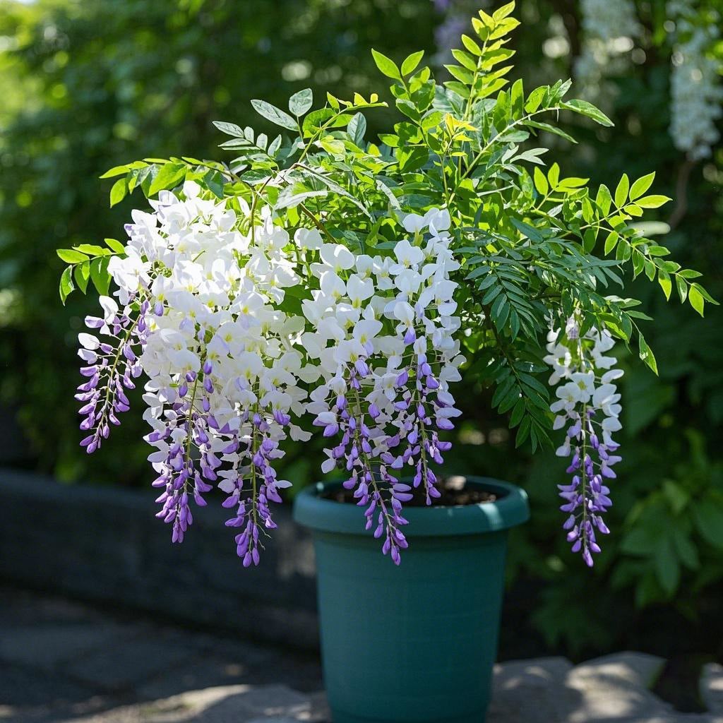 🌈🏠Create a beautiful space: Wisteria seeds illuminate hope💜🌼