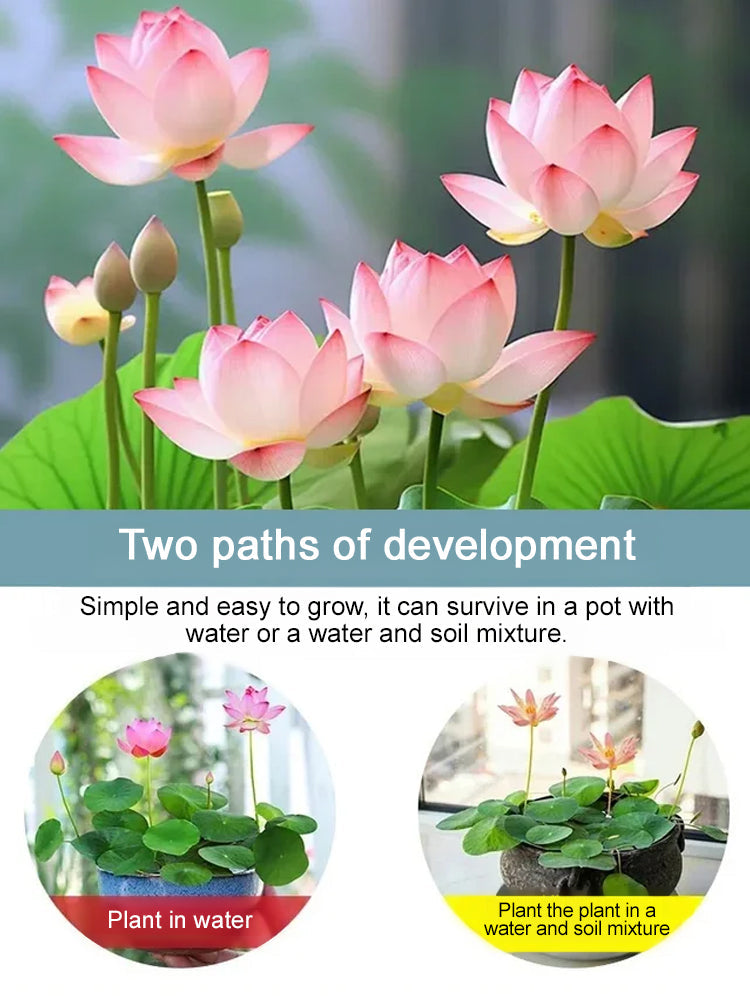 USDA Organic Certified Hydroponic Lotus Seeds