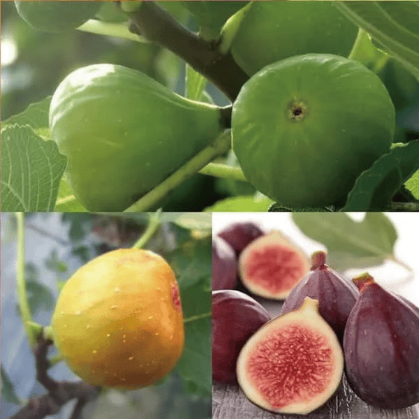 🏆 Over 65,000 Sold! 🌿 Ficus Carica Seeds – Easy to Grow at Home on Your Terrace or Balcony