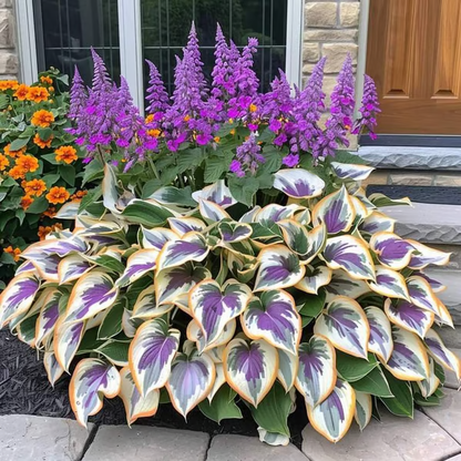 🌟Spring & Winter Growing🍃Premium Rare Hosta Seeds🌿Perfect For Cut Flowers【98% Germination Rate】
