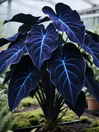 Add a variety of colors to the space-Rare Hosta Seeds🌿