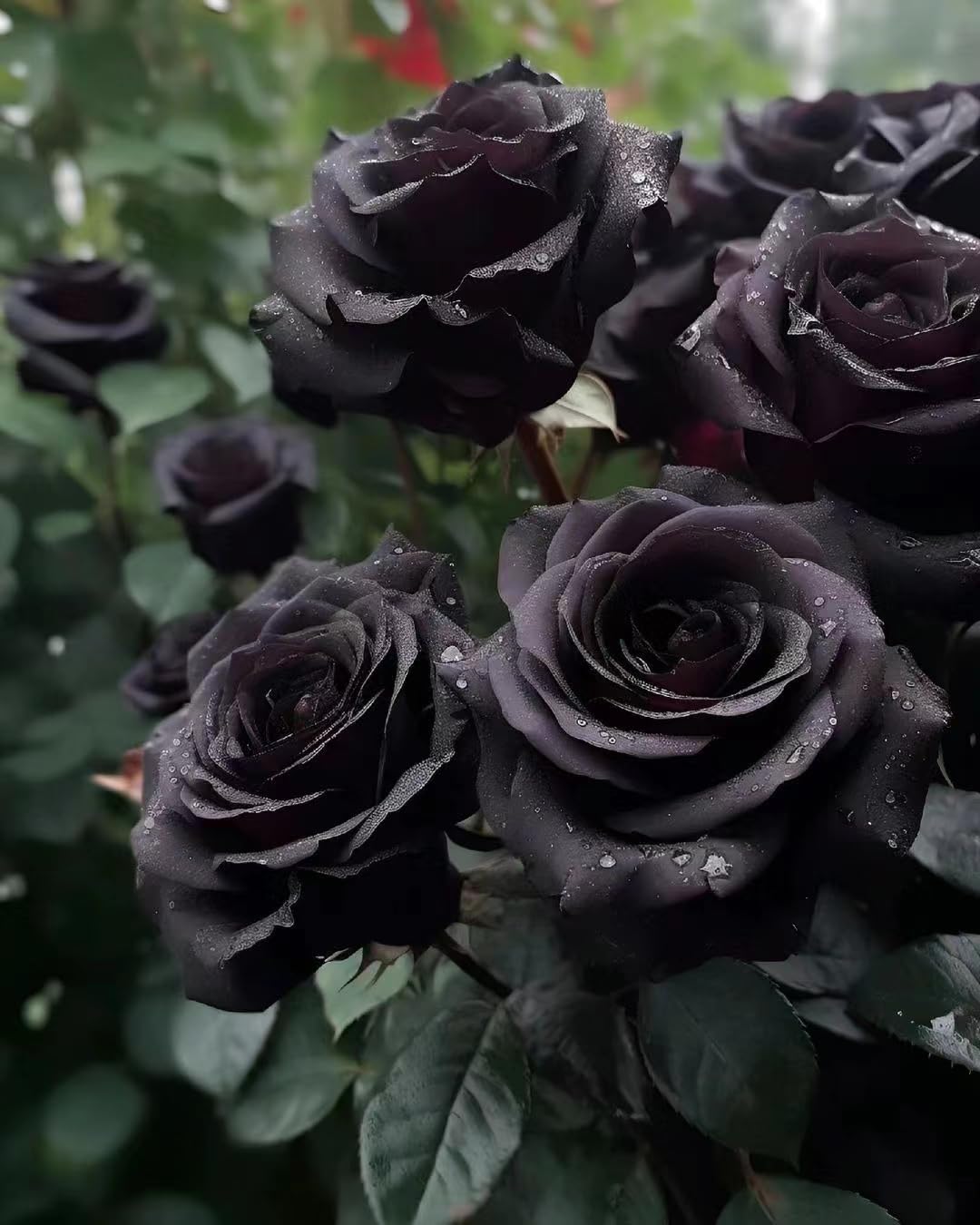 Rare Black Rose Seeds for Planting, Heirloom, No-GMO 200+ Beautiful Flower Seeds Home Garden Bonsai