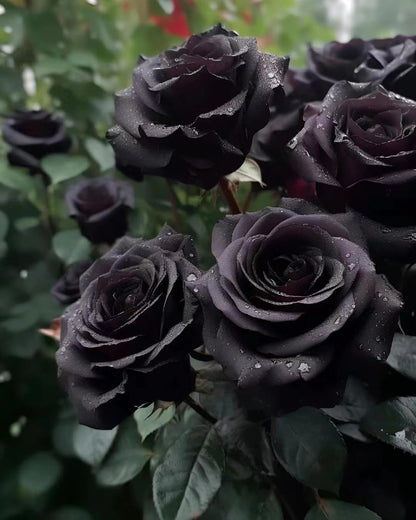 Rare Black Rose Seeds for Planting, Heirloom, No-GMO 200+ Beautiful Flower Seeds Home Garden Bonsai
