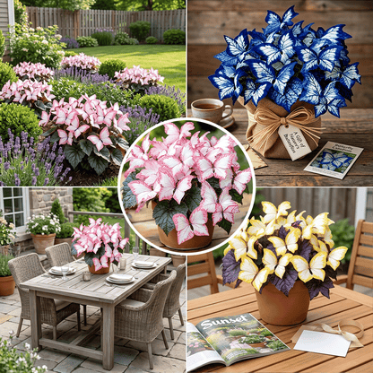🌸 Moonlight Butterfly Flower Seeds