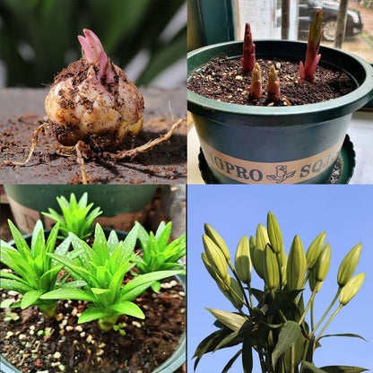 Rare Lily Bulbs